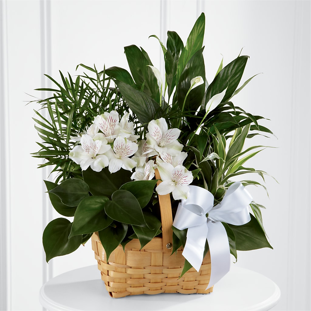 Peace & Serenity Dishgarden – Four Seasons Florist, Clarksville TN