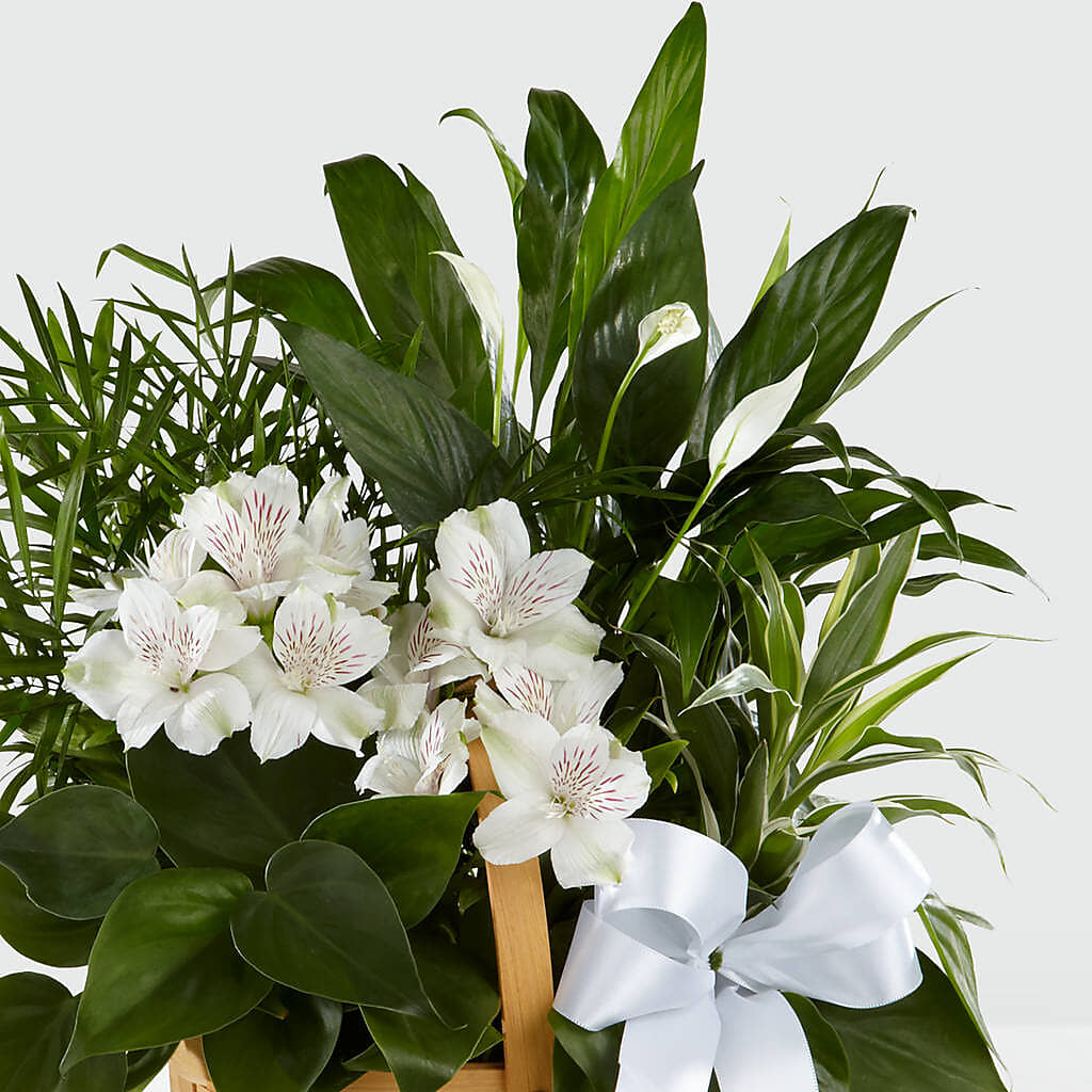 Peace & Serenity Dishgarden – Four Seasons Florist, Clarksville TN