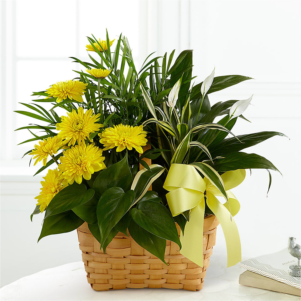 Loving Light Dishgarden – Four Seasons Florist, Clarksville TN