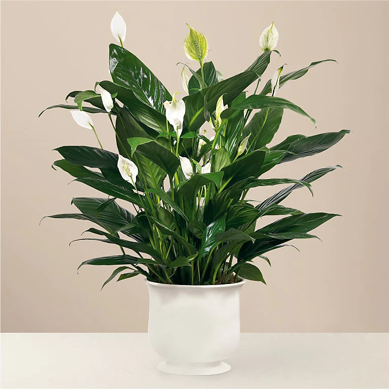 Comfort Planter – Four Seasons Florist, Clarksville TN