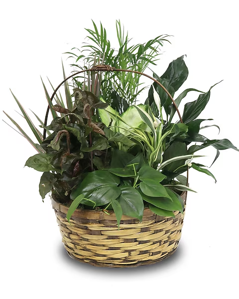 Green Plant Garden Basket – Four Seasons Florist, Clarksville TN