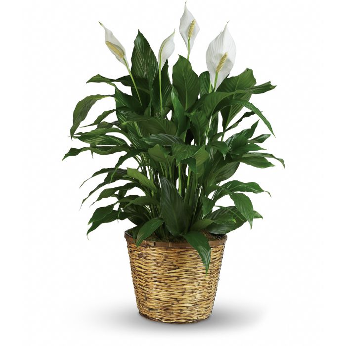 PEACE LILY PLANT – Four Seasons Florist, Clarksville TN