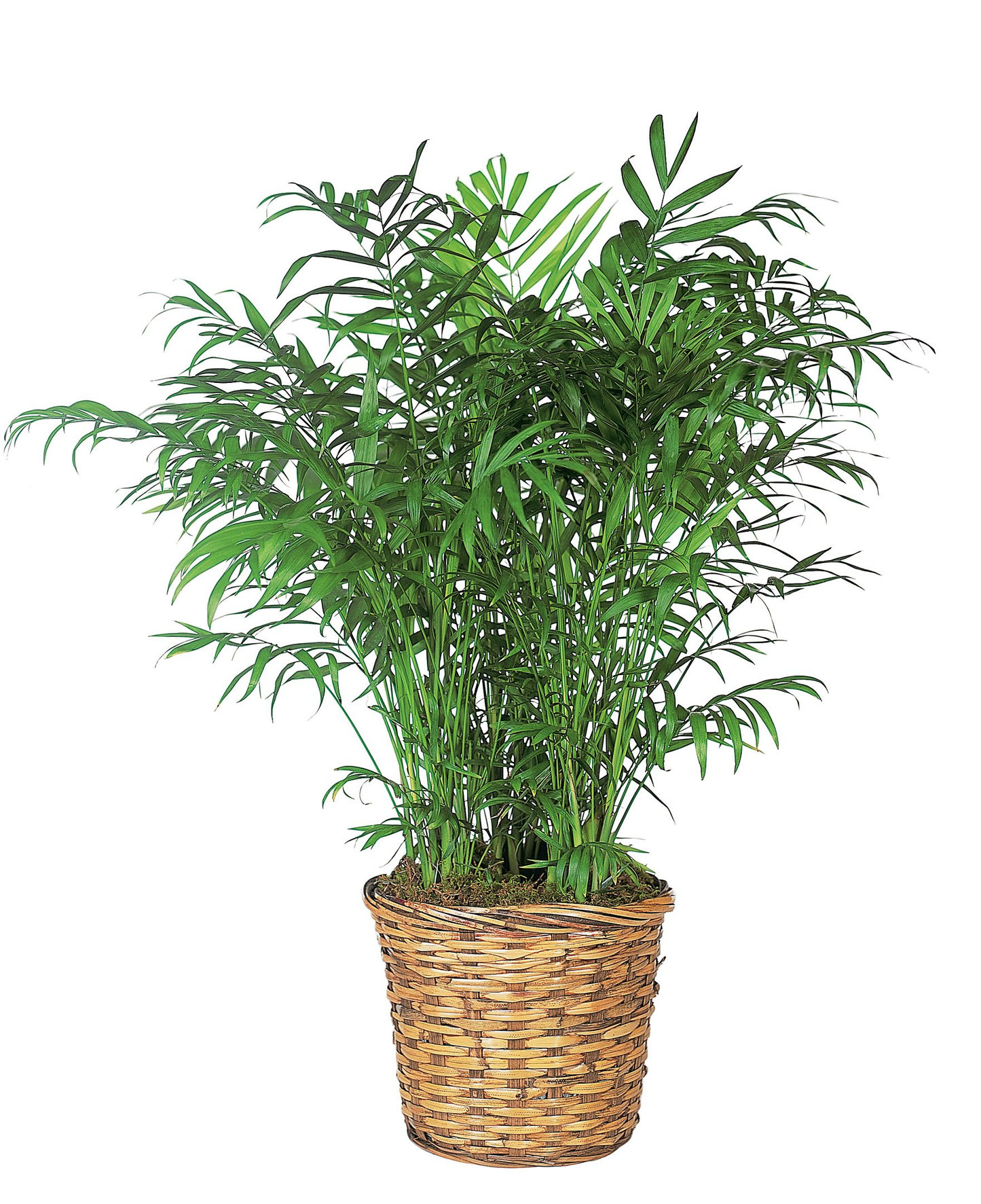 PARLOR PALM – Four Seasons Florist, Clarksville TN