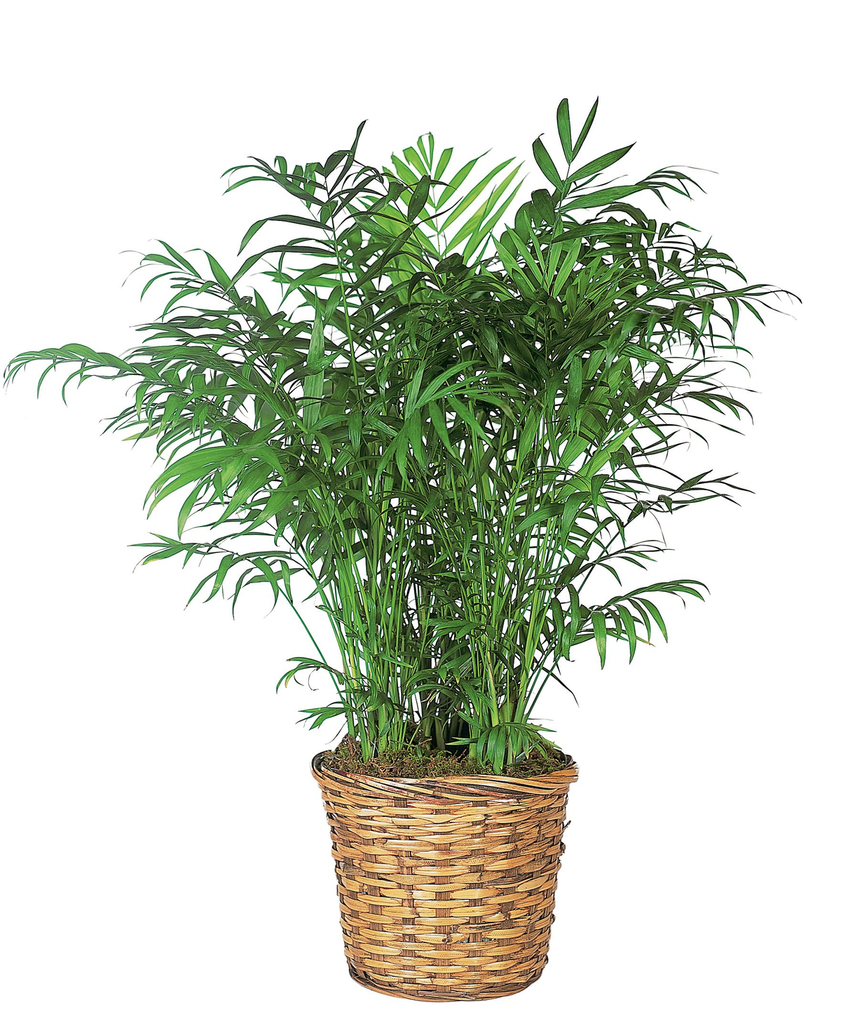 PARLOR PALM – Four Seasons Florist, Clarksville TN