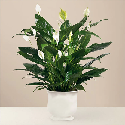 Comfort Planter –  Four Seasons Florist, Clarksville TN