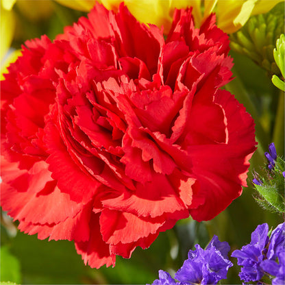 Brighter Days Bouquet –  Four Seasons Florist, Clarksville TN