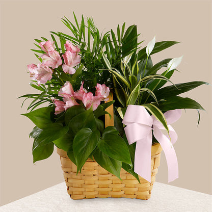 Living Spirit Dishgarden –  Four Seasons Florist, Clarksville TN