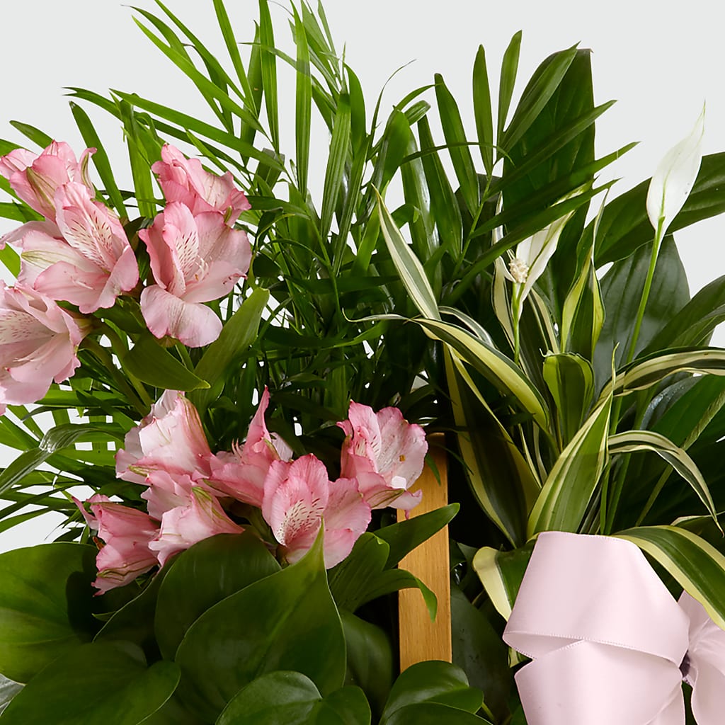 Living Spirit Dishgarden –  Four Seasons Florist, Clarksville TN
