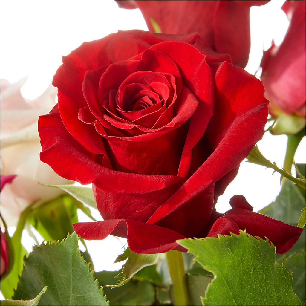 Love Notes Rose Bouquet –  Four Seasons Florist, Clarksville TN
